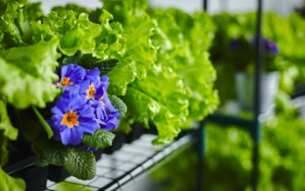 Москвичи смогут выращивать натуральные овощи в специальных теплицах