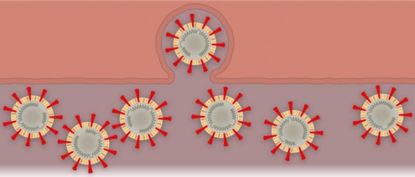 Как коронавирус заражает организм (схема)