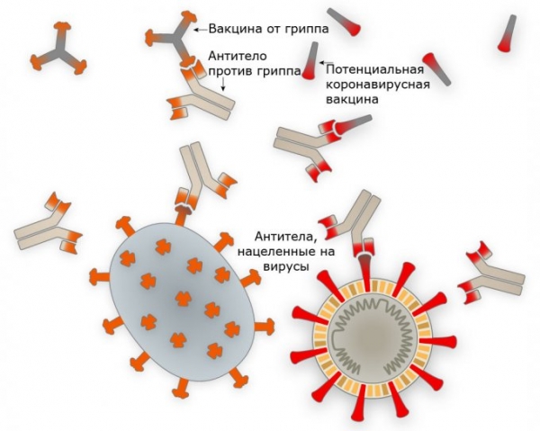 Как коронавирус заражает организм (схема)